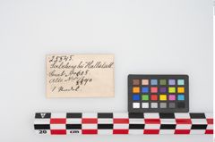 Etikett zu Bronzemehrkopfnadel (NHMW-PRAE-025545)